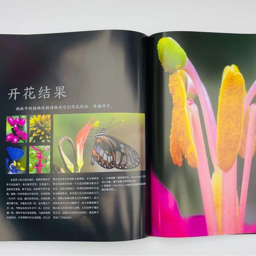 DK生命之彩——《雨林》《蛙》《蝴蝶》《野生动物》 商品图4