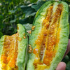 「头茬甜瓜」山东羊角蜜甜瓜 净重3-4.5斤普箱装 个大饱满 甜蜜多汁 清脆可口 现摘现发 新鲜水果 商品缩略图6
