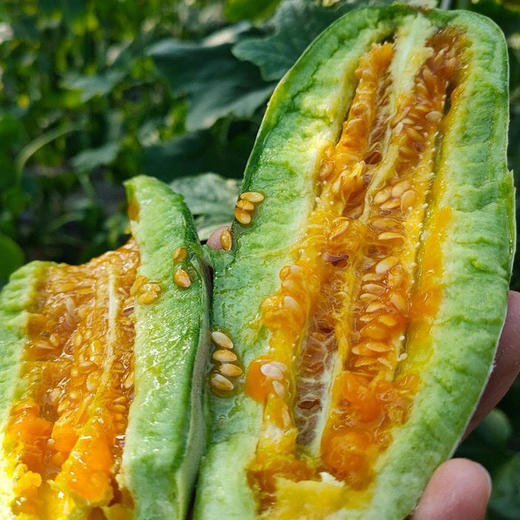 「头茬甜瓜」山东羊角蜜甜瓜 净重3-4.5斤普箱装 个大饱满 甜蜜多汁 清脆可口 现摘现发 新鲜水果 商品图6