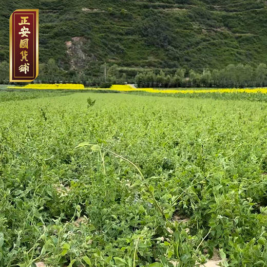 正安 甘肃岷县党参 三年秋季采挖优质原材 自然晾晒手选鲜切拒绝熏硫 倦怠血气口渴疲惫体弱月经 家庭汤料女性茶饮办公室 党参段250g/罐 商品图13