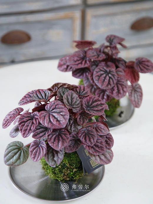 苔藓球红宝石 商品图1