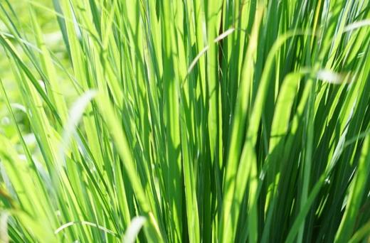 【好喝还让身体暖 | 蕞强逐寒湿秋冬暖身饮】香茅姜茶|玉米纤维茶包 商品图8