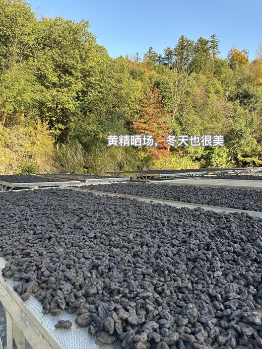 【生态黄精果】疲劳拜拜 焕颜抗松弛 | 强韧秀发 | 调养肾脏活力 | 滋阴润养 | 气血焕新秘籍 商品图5