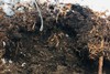 【能量之水 人参黄精茶】有机原材料｜扶阳｜不焦虑不抑郁｜熬夜体虚补元气 商品缩略图9