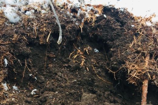 【能量之水 人参黄精茶】有机原材料｜扶阳｜不焦虑不抑郁｜熬夜体虚补元气 商品图9