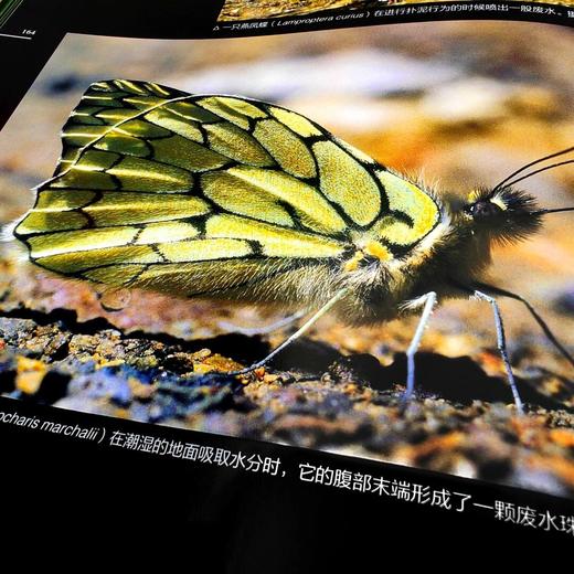 DK生命之彩——《雨林》《蛙》《蝴蝶》《野生动物》 商品图1
