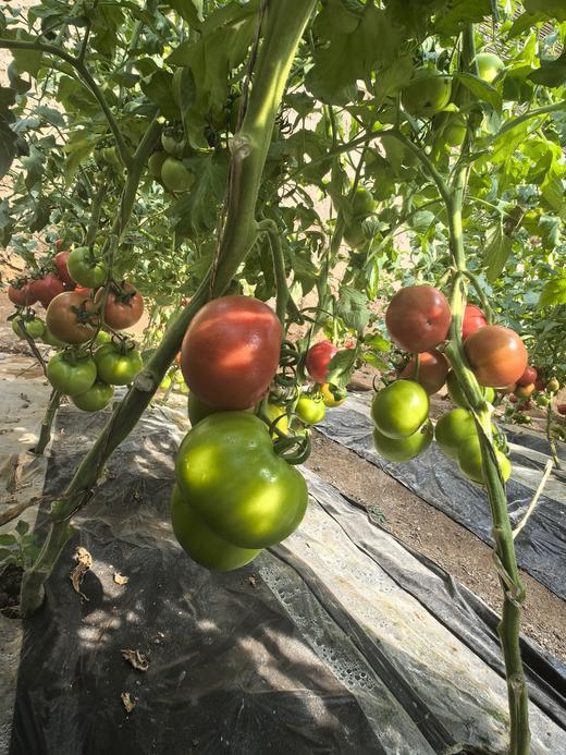 连湖农场精选 | 4斤装连湖西红柿 新鲜正宗 商品图5