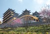 2.24【韶关】翁源东华禅寺樱花•湖心坝油菜花1天摄影 商品缩略图13