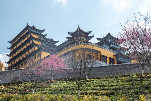 2.24【韶关】翁源东华禅寺樱花•湖心坝油菜花1天摄影 商品图13