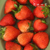 有机草莓（基地直发-顺丰包邮）| 2斤大小混装，来自张家口，生产者：李鹏飞，【合作生产，公平贸易】 商品缩略图7