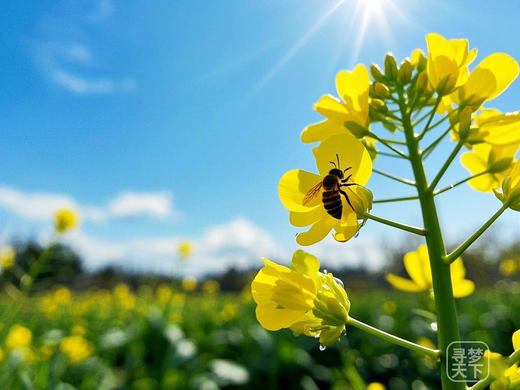 3月6日 清远五彩禾雀花·黎塘油菜花一天摄影 商品图7