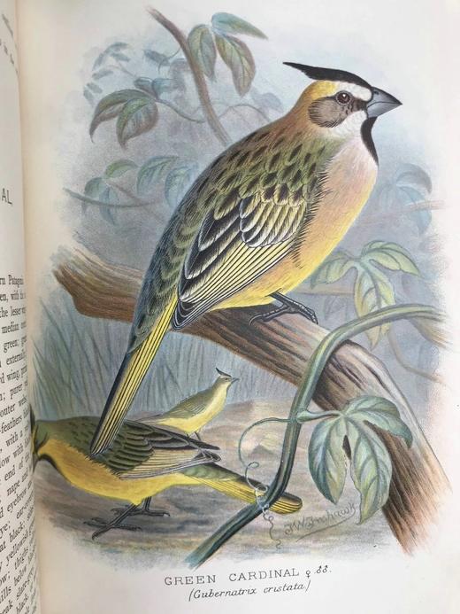 1904年 漂亮外国燕雀图鉴 60幅彩色插图 漆布精装16开 商品图14