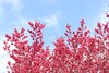 3.12【韶关】•新丰樱花•李洞桃花2天摄影 商品缩略图12