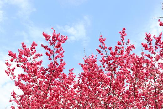 3.12【韶关】•新丰樱花•李洞桃花2天摄影 商品图12