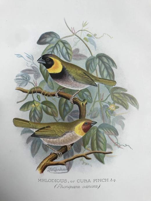 1904年 漂亮外国燕雀图鉴 60幅彩色插图 漆布精装16开 商品图12