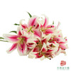 百合-糖果 5枝一扎 商品缩略图2