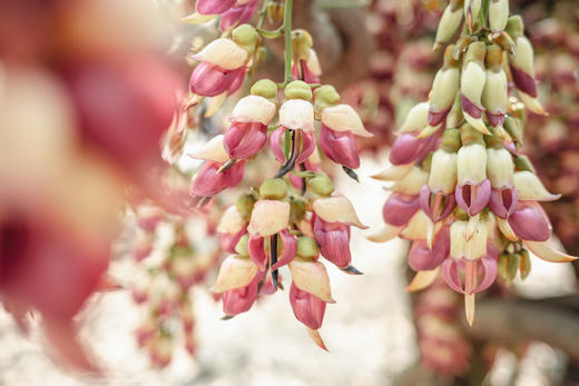 3月6日 清远五彩禾雀花·黎塘油菜花一天摄影 商品图6