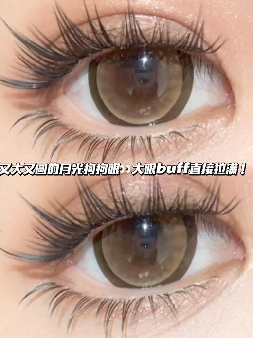 Donitz 月光蜜糖棕·半年抛型 商品图0