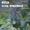 云南 花香蓝莓！健康养颜 果香浓郁 甜脆超好吃！ 商品缩略图4