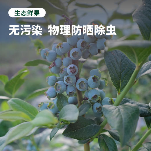 云南 花香蓝莓！健康养颜 果香浓郁 甜脆超好吃！ 商品图4