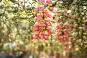 3月6日 清远五彩禾雀花·黎塘油菜花一天摄影