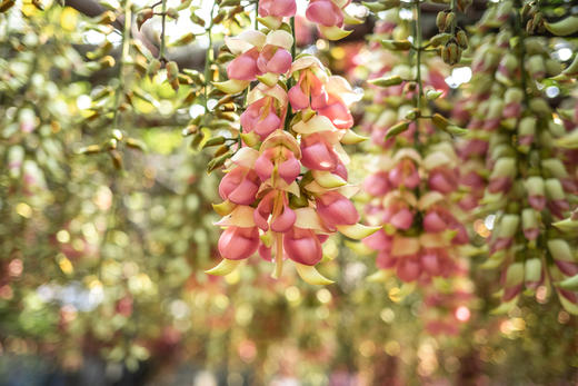 3月6日 清远五彩禾雀花·黎塘油菜花一天摄影 商品图0