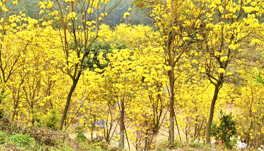 3月04日【江门】·古井黄花风铃木·慈溪古村一天摄影 商品图2