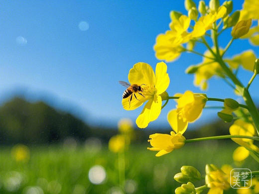 3月6日 清远五彩禾雀花·黎塘油菜花一天摄影 商品图8