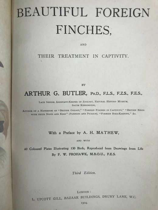 1904年 漂亮外国燕雀图鉴 60幅彩色插图 漆布精装16开 商品图3