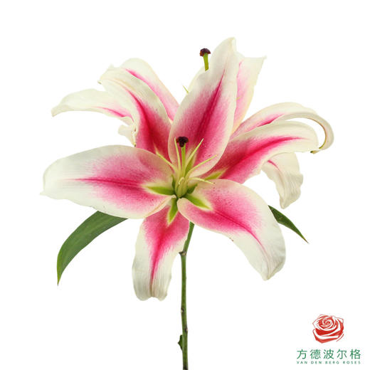 百合-糖果 5枝一扎 商品图1