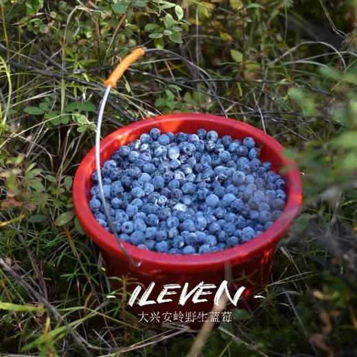 野生蓝莓果干 2袋（100g/袋） 商品图4
