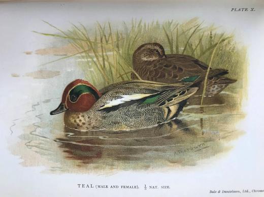 1902年 英国鸟类图集 8幅彩色108幅黑白插图 漆布精装32开 商品图8