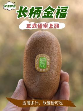 长柄金福猕猴桃