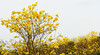 3月04日【江门】·古井黄花风铃木·慈溪古村一天摄影 商品缩略图7