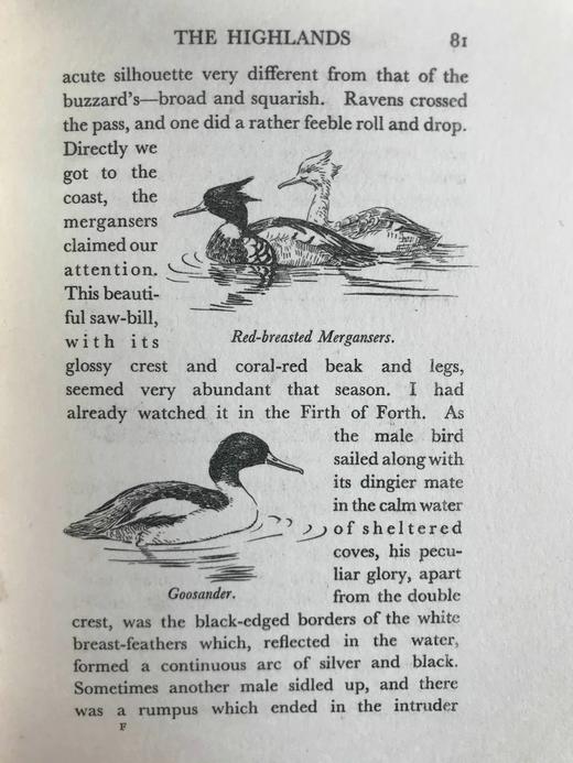 1931年 艾伦·西比《飞鸟图集》 作者亲绘134幅插图 漆布精装32开 商品图13