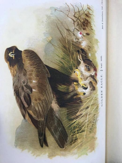 1902年 英国鸟类图集 8幅彩色108幅黑白插图 漆布精装32开 商品图2