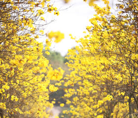 3月04日【江门】·古井黄花风铃木·慈溪古村一天摄影