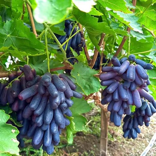 【蜜饯精选】蓝宝石美人指葡萄干 新疆吐鲁番的“蓝宝石” 配料只有葡萄干 花青素是普通葡萄10倍 饱满大颗 果肉厚实 商品图4