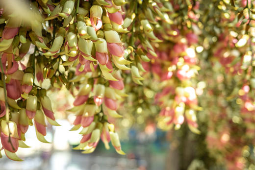 3月6日 清远五彩禾雀花·黎塘油菜花一天摄影 商品图2