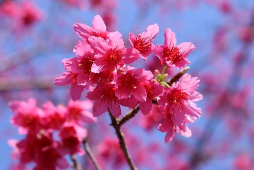 3.12【韶关】•新丰樱花•李洞桃花2天摄影 商品图9