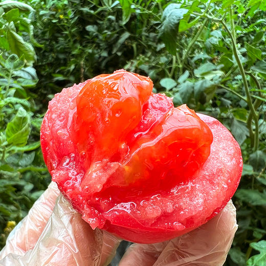 特惠活动『普罗旺斯西红柿』亦果亦蔬，果肉糯糯沙沙，饱满多汁，番茄贵族 商品图1