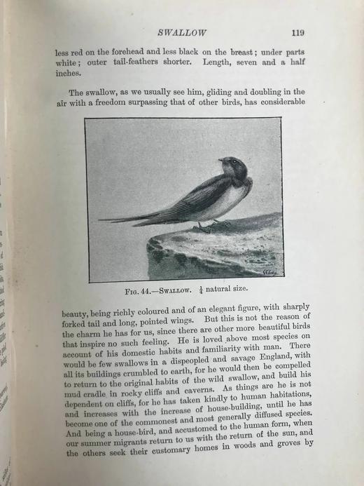 1902年 英国鸟类图集 8幅彩色108幅黑白插图 漆布精装32开 商品图14