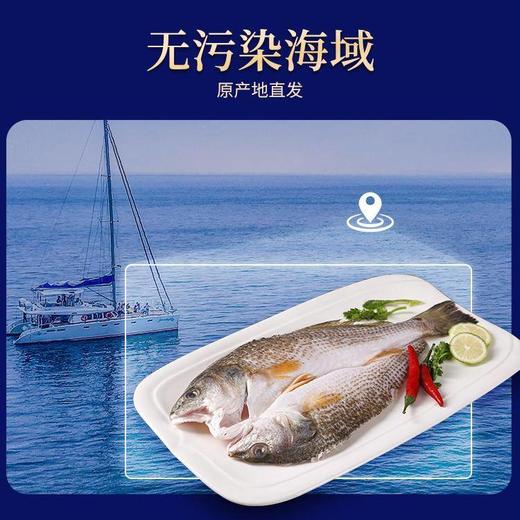 【分仓直发包邮】开背鲜鲈鱼开背鲜鲈鱼500g/条*4条装（净重350克左右）（不低于325g） 商品图3