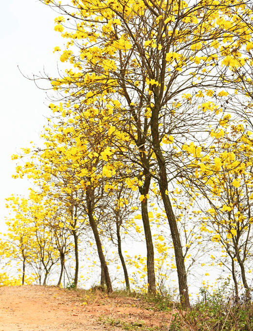 3月04日【江门】·古井黄花风铃木·慈溪古村一天摄影 商品图6
