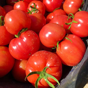 特惠活动『普罗旺斯西红柿』亦果亦蔬，果肉糯糯沙沙，饱满多汁，番茄贵族