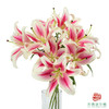 百合-糖果 5枝一扎 商品缩略图0