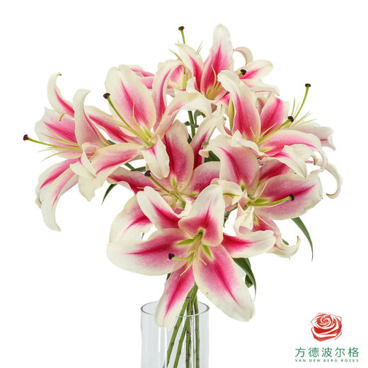 百合-糖果 5枝一扎 商品图0