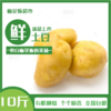 麻花板土豆 黄皮土豆 10斤装 商品缩略图0