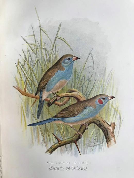 1904年 漂亮外国燕雀图鉴 60幅彩色插图 漆布精装16开 商品图6