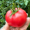 特惠活动『普罗旺斯西红柿』亦果亦蔬，果肉糯糯沙沙，饱满多汁，番茄贵族 商品缩略图3
